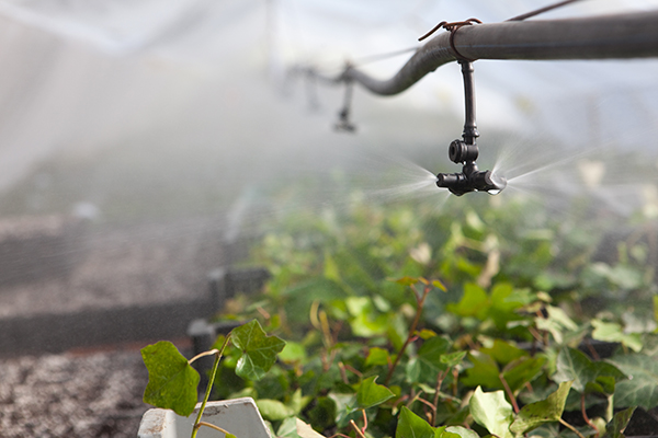 Image of greenhouse irrigation and outdoor row-crop irrigation